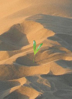 germoglio nel deserto